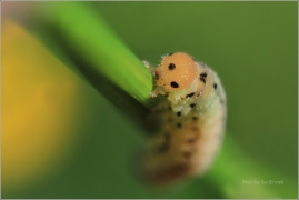 <p>PILATKA (Sciapterix sobrinus) ? Rychnov u Jbc.n.N.</p>